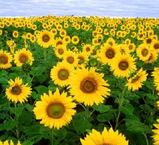 Sun Flower